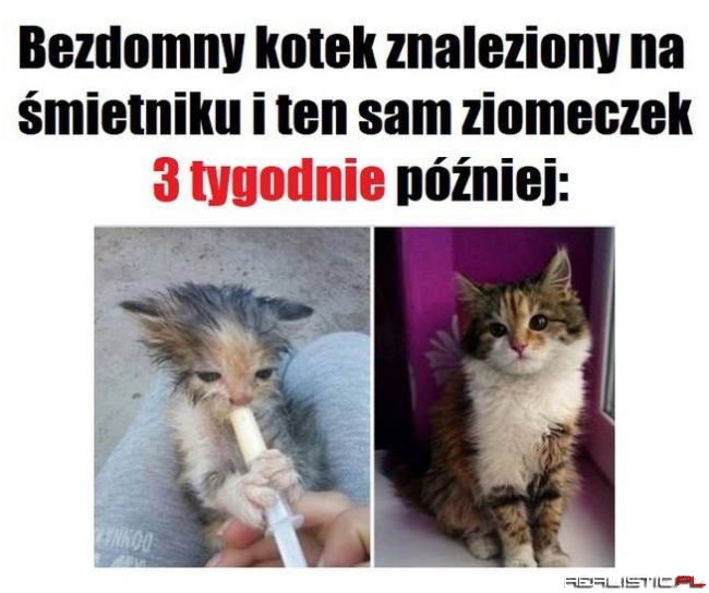 Śliczny kotek