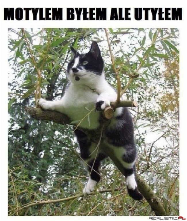 Motylem byłem