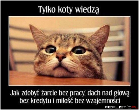 Tylko koty