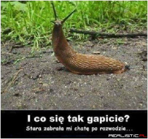 Bidulek
