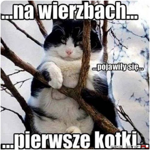 Pierwsze kotki