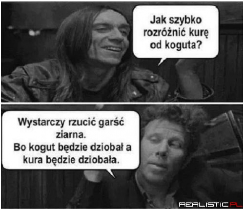 Jak rozróżnić kurę od koguta