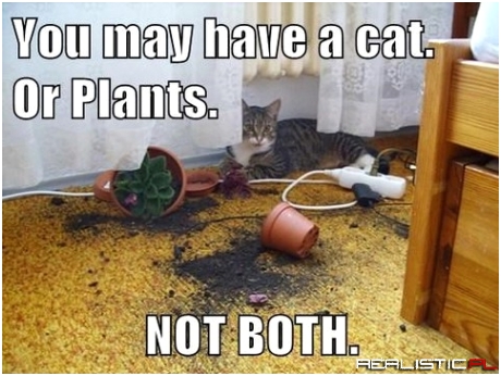 Albo kwiaty albo kot