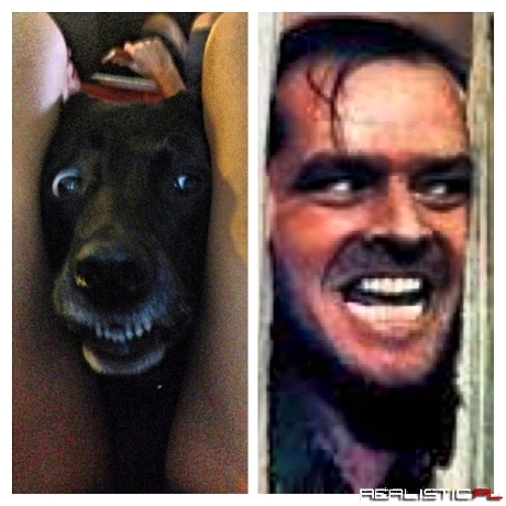 Dog Nicholson