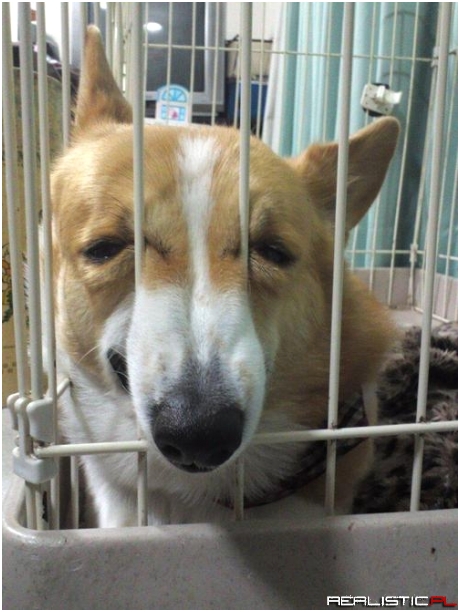 Doge, wow