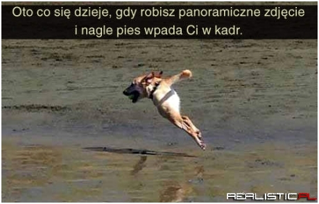 Gdy pies wpada w kadr