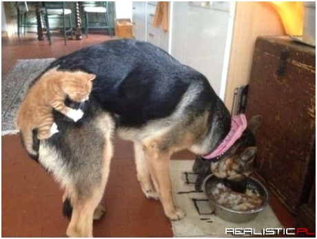 Jak rzep psiego ogona