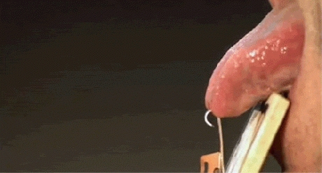 Język vs łapka na myszy