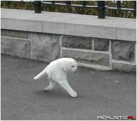 Kot w google street view