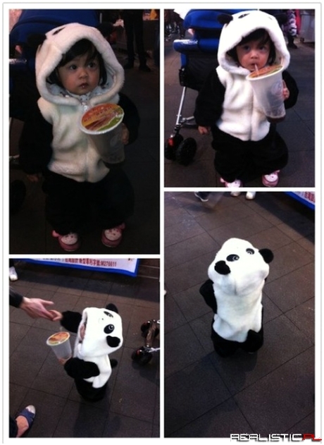 Mała panda w sklepie