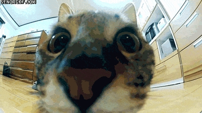 Skok