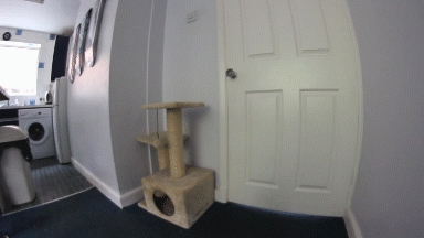 Współpraca psa i kota