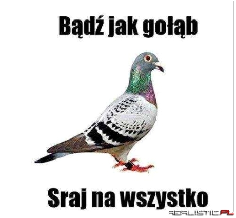 Bądź jak gołąb
