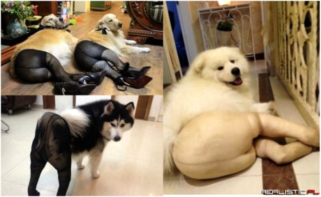 Doggy ladies