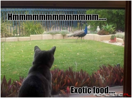 Exotic food