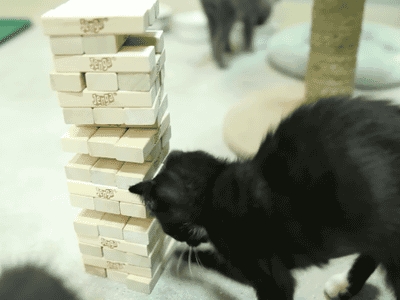 Kot grający w Jenga