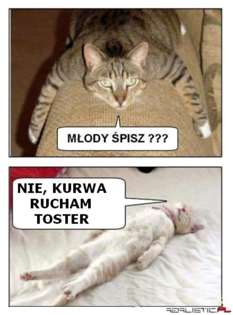Koty...