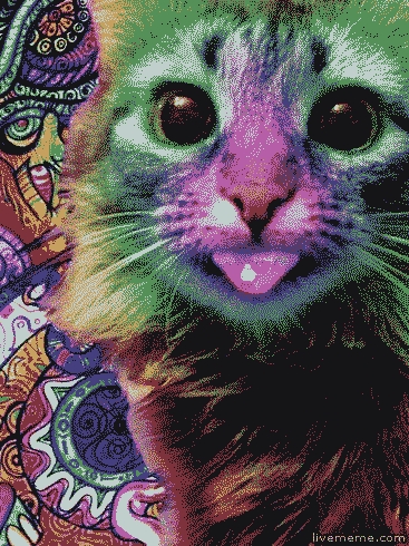 LSD CAT