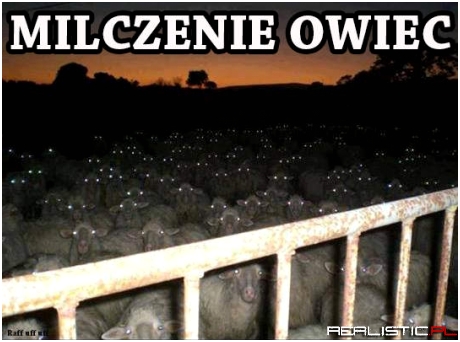Milczenie owiec