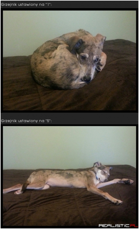 Mój pies i grzejnik