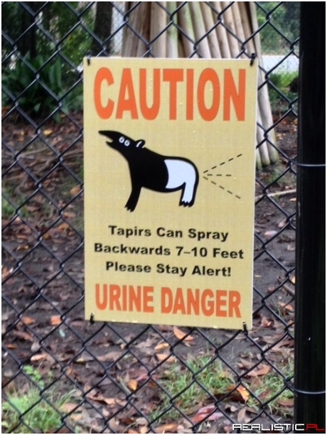 Niebezpieczny tapir