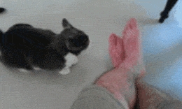 Nom