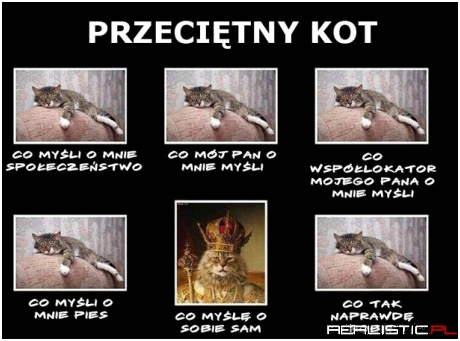 Przeciętny kot