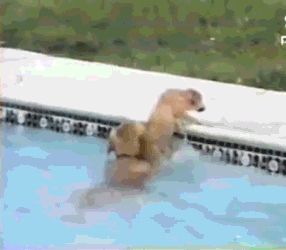 Psy są najlepsze!