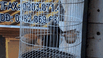 Ptaszkowi weź się dziw :)