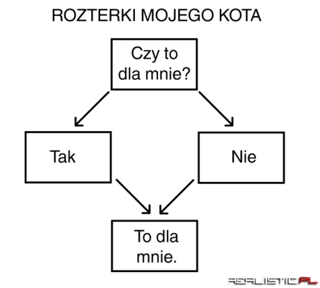 Rozterki kota
