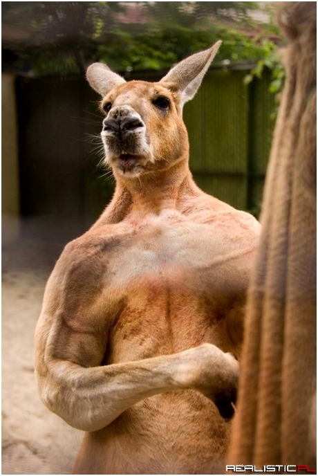 Tylko koks i kreatyna zrobią z Ciebie ... Kangura