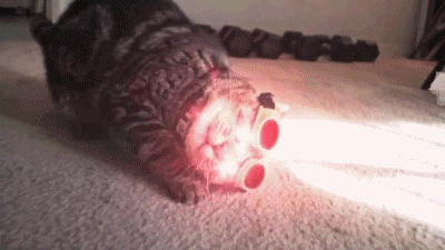 Wkrótce w kinach... X-CAT