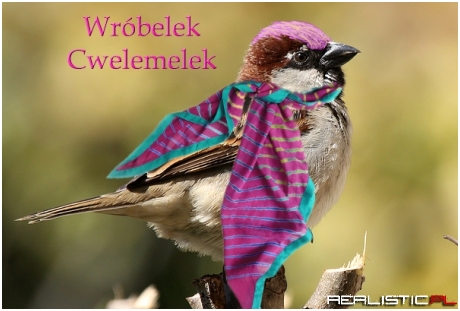 Wróbelek cwelemelek