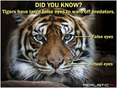 Did you know ?