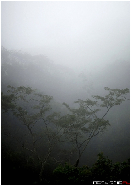 Gisakura forest in the fog, Rwanda