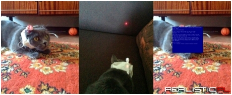 Kot z laserem na głowie