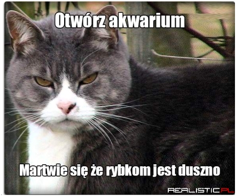 Kotek się martwi