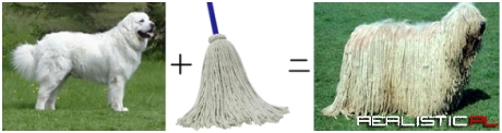 Mops?