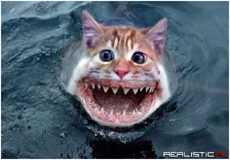 Sharcat