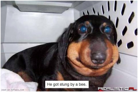 Użądlony przez pszczołę