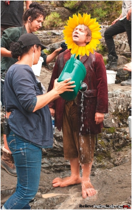 Bilbo the little Sunflower