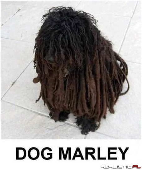 Dog marley