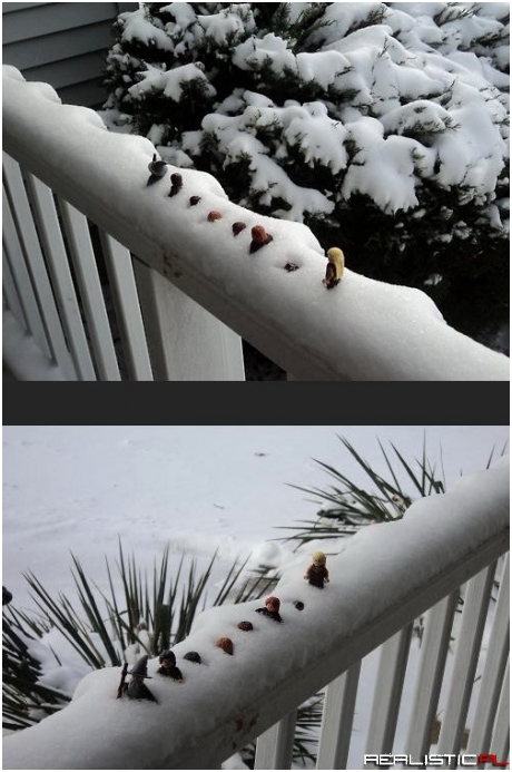 Drużyna pierścienia