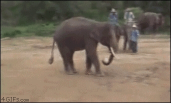 Elephantinho