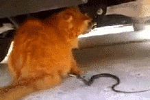 Garfield vs. snake