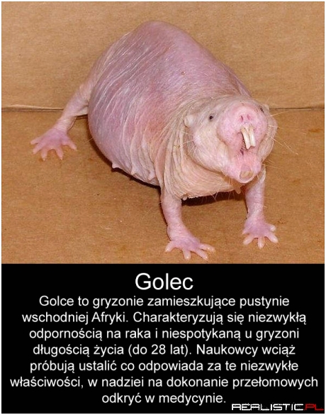 Golec, taki piękny