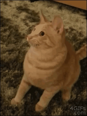Kotał