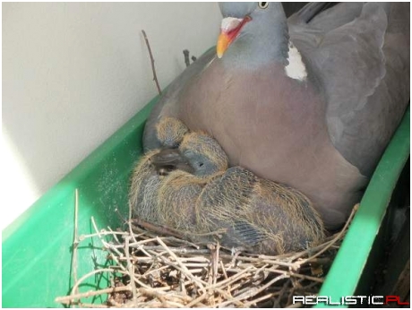 Małe gołębie - możesz umrzeć w spokoju.