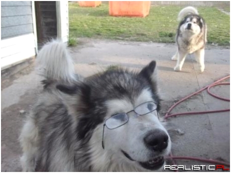 Pies - taki oczytany