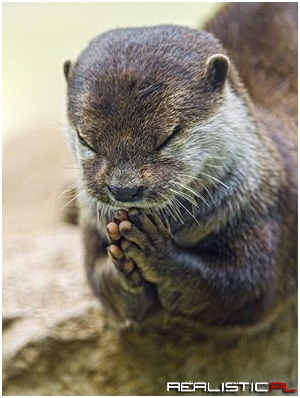 Praying Otter
